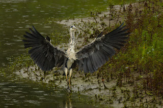 Naturfotografie Wildlifefotografie Lippeaue Graureiher