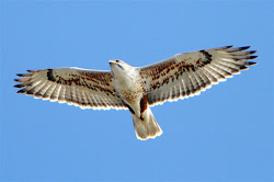 hawk hawks ferruginous eagles texas falcons raptors raptor buteo regalis birds prey flying california flight west county dfw dallas area