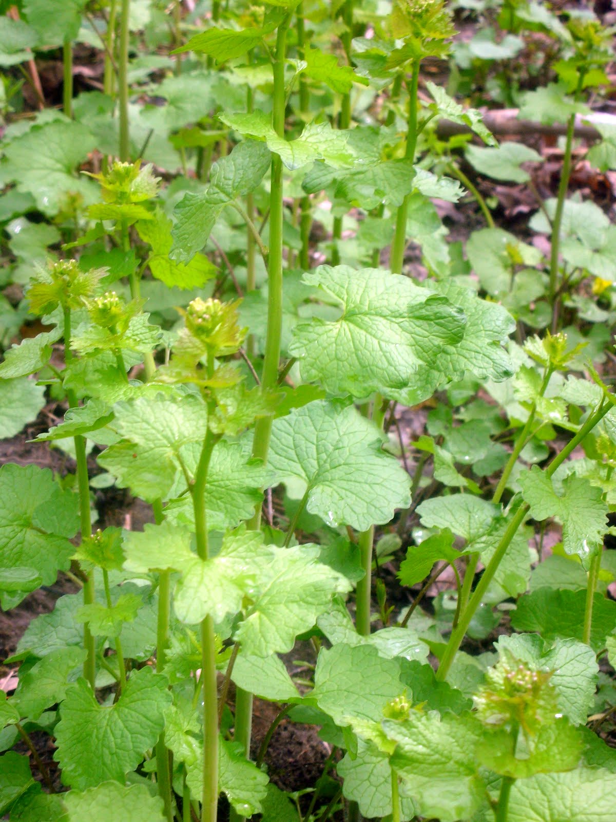 Vermont Wild Edibles Garlic Mustard Quick Look