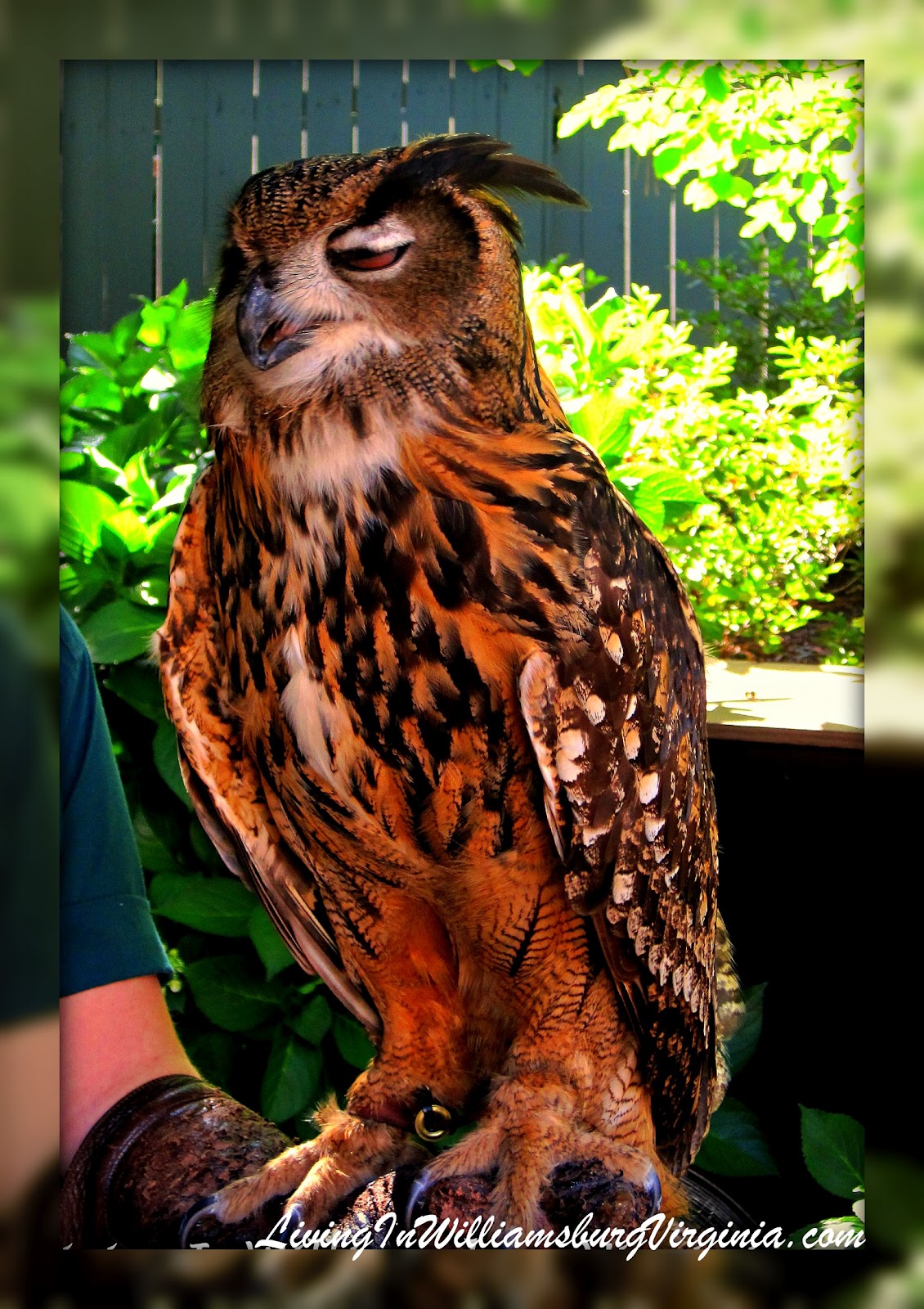 Living In Williamsburg, Virginia Wise Old Owl, Busch Gardens