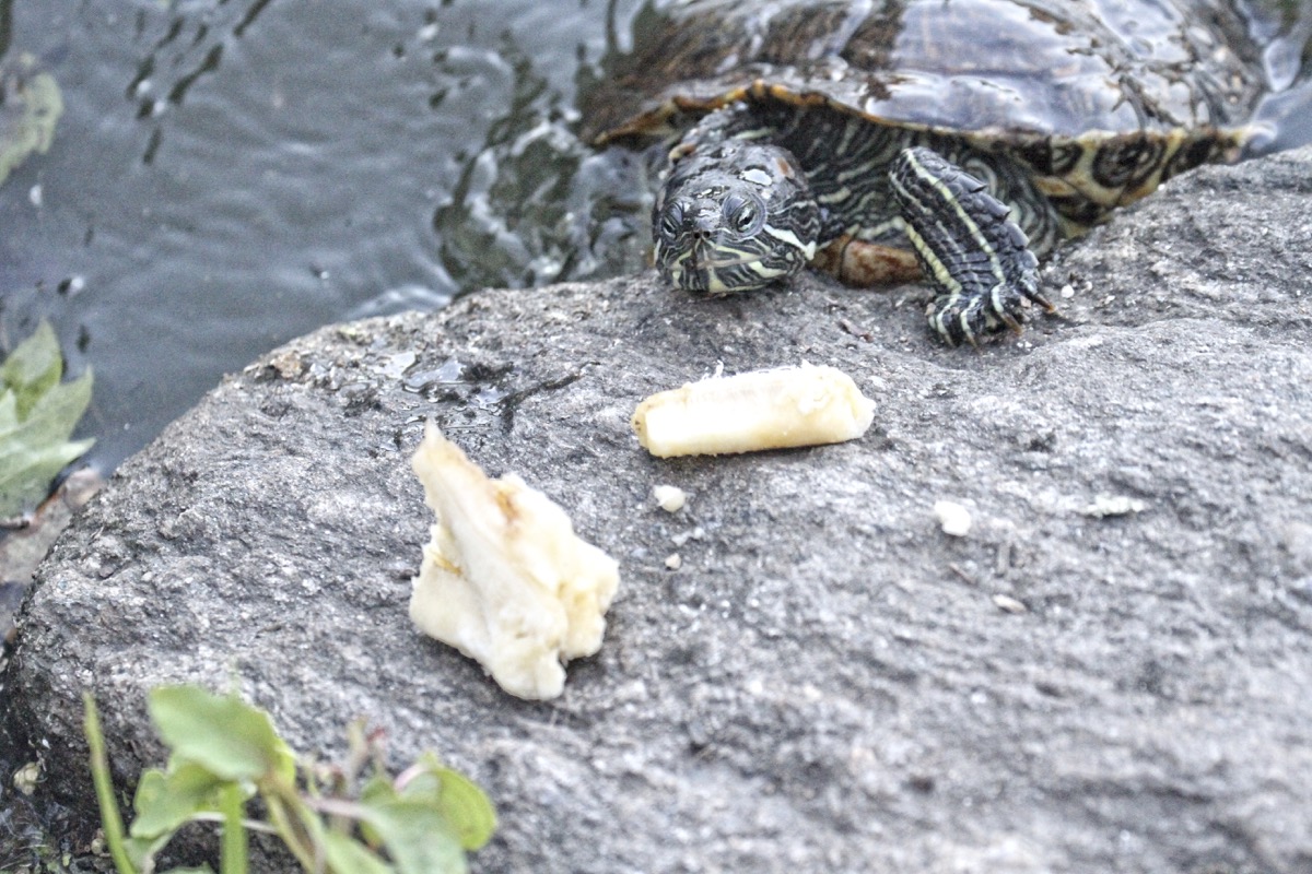 The Last Leaf Gardener Turtles Go Bananas for Bananas
