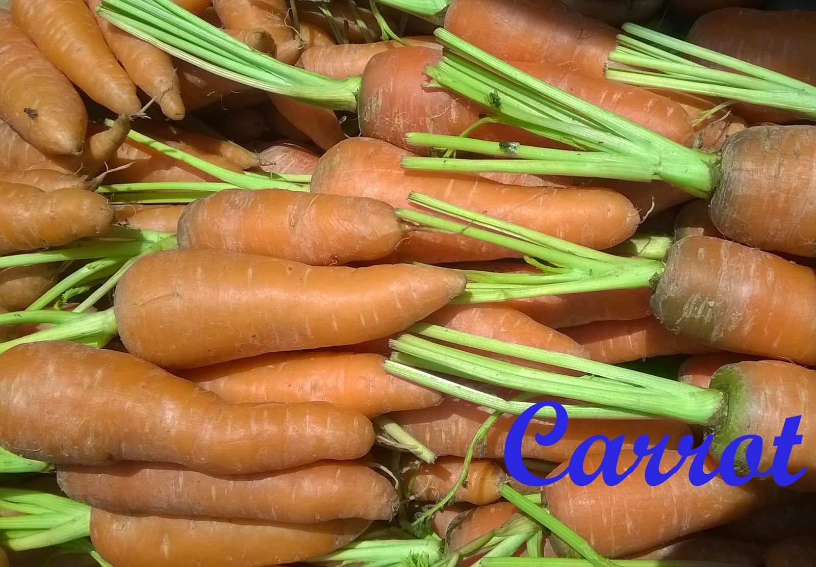 Carrot; Scientific name, Chemical Compositions,Used Parts, Interesting