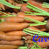 Carrot; Scientific name, Chemical Compositions,Used Parts, Interesting Facts, Medicinal Uses.