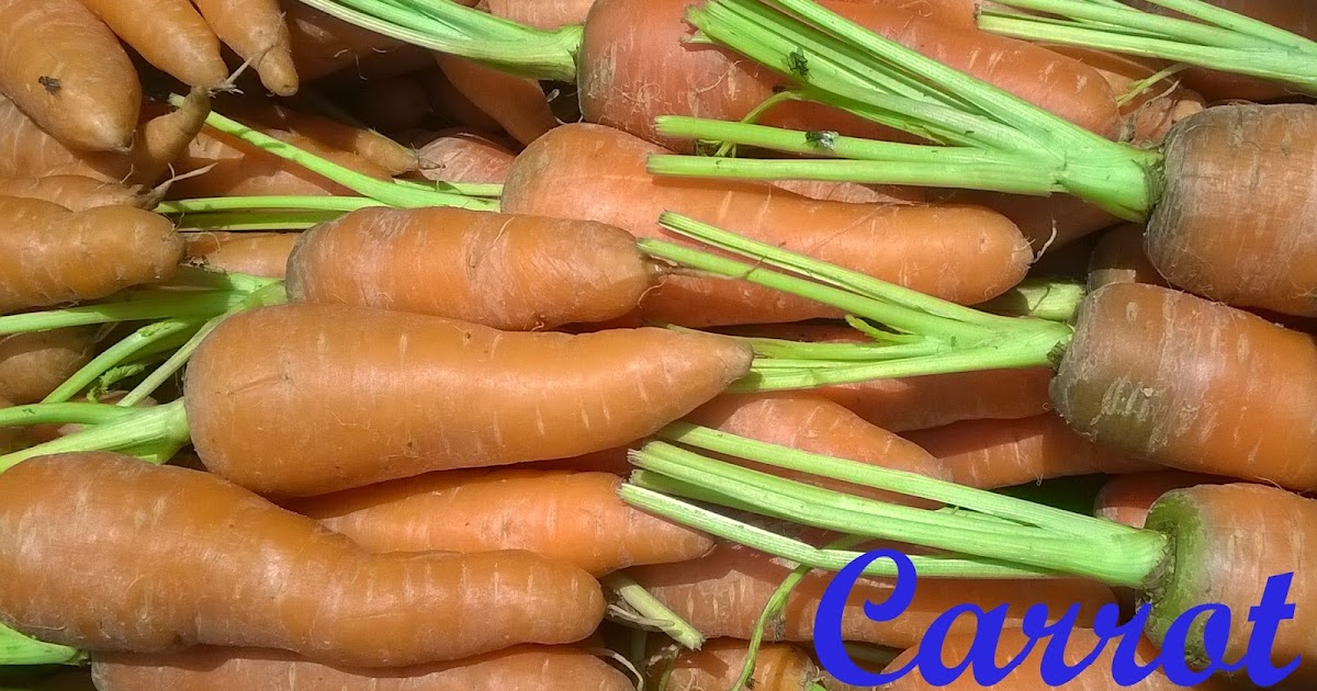 Carrot; Scientific name, Chemical Compositions,Used Parts, Interesting