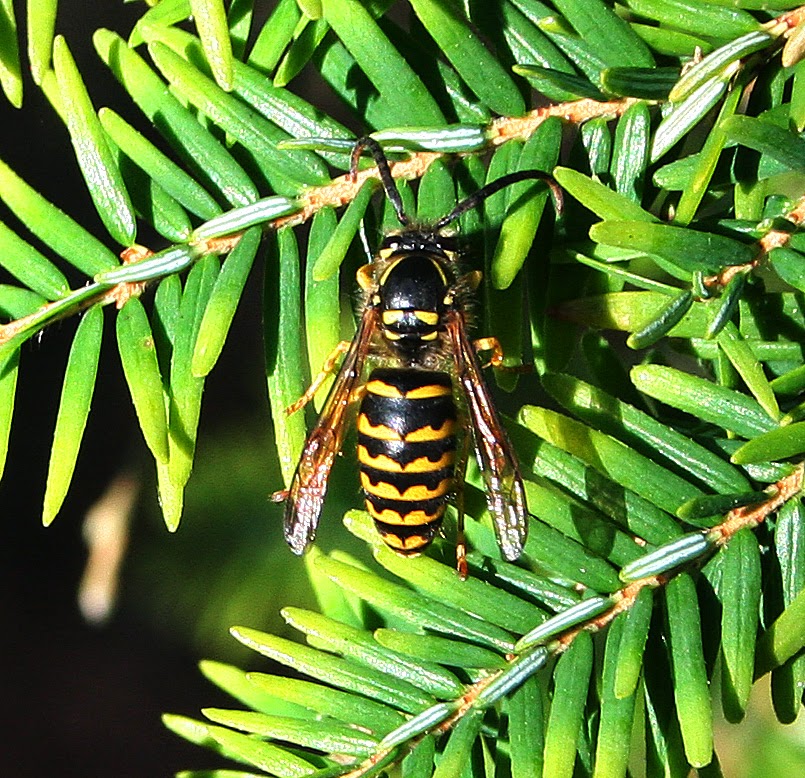 One species a day German Yellowjacket