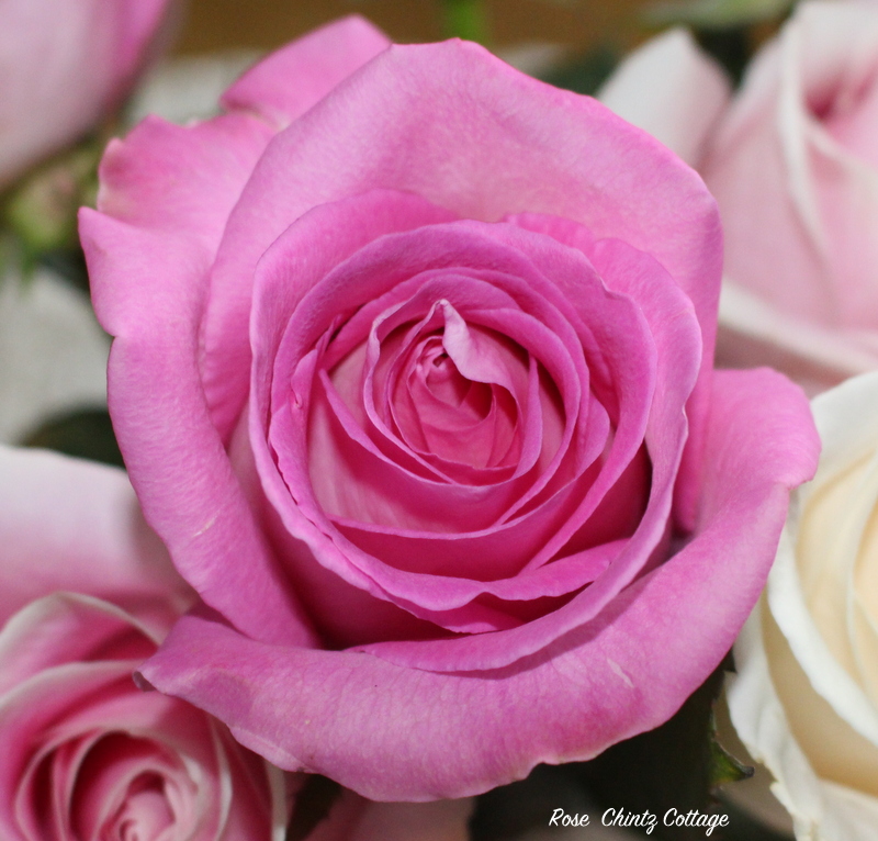 Rose Chintz Cottage Old English Roses for Tea Time