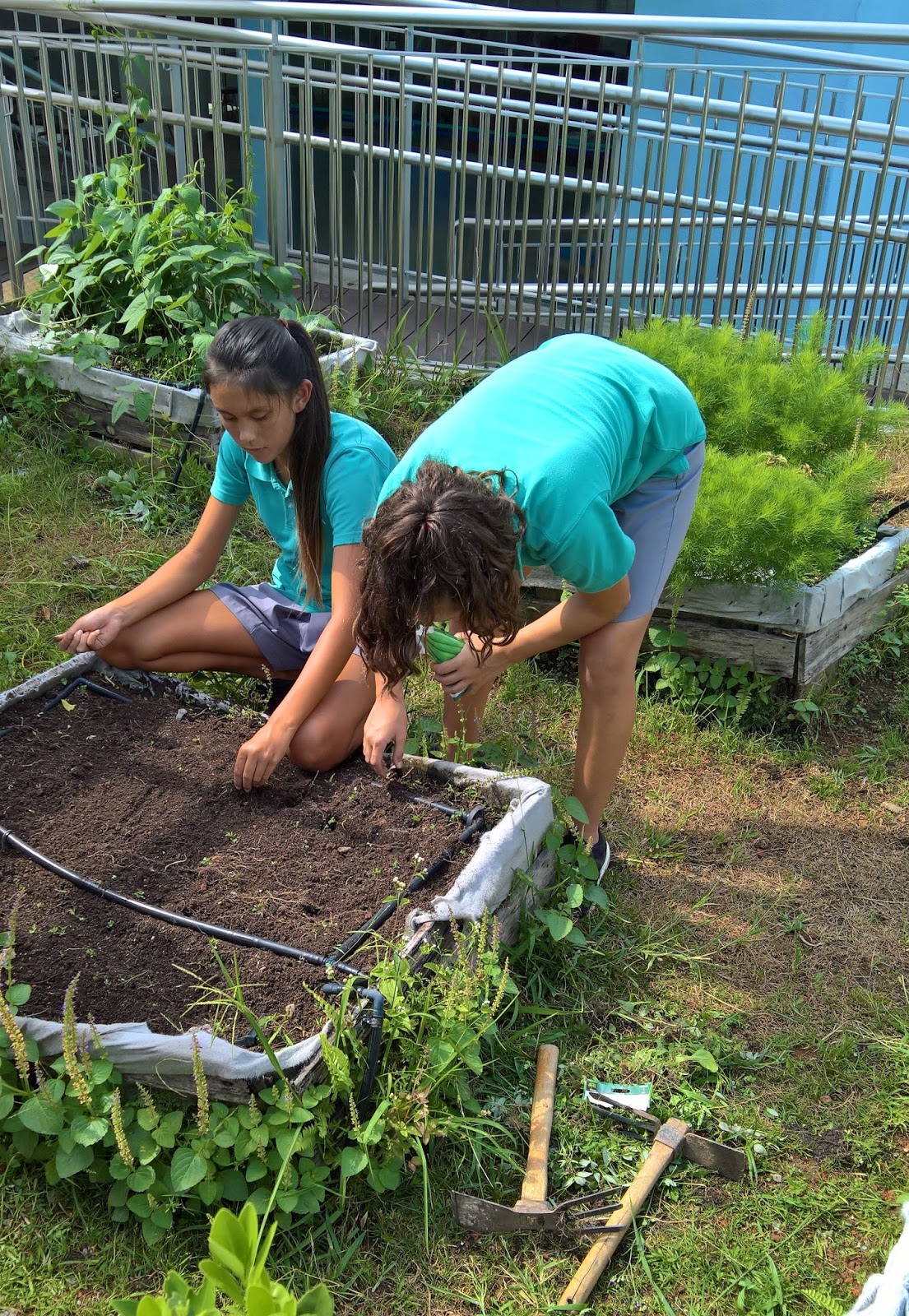 UWCSEA Dover Environmental Stewardship in Action February 2018