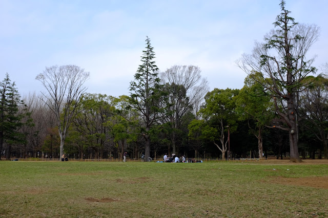 Hanami Sakura Yoyogi Park Shibuya 渋谷 代々木公園花見