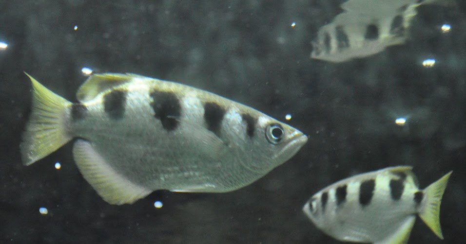 ZOOTOGRAFIANDO (MI COLECCIÓN DE FOTOS DE ANIMALES) PEZ ARQUERO / BANDED ARCHERFISH (Toxotes