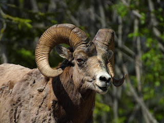 Amerika yaban koyunu (Ovis canadensis)