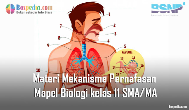 Materi Mekanisme Pernafasan Mapel Biologi kelas 11 SMA/MA