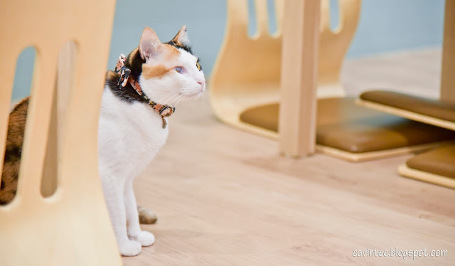 Entree Kibbles: The Cat Cafe @ The Rail 