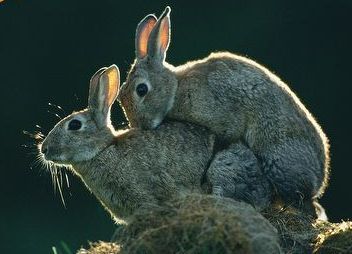 [Image: rabbits_mating.jpg]