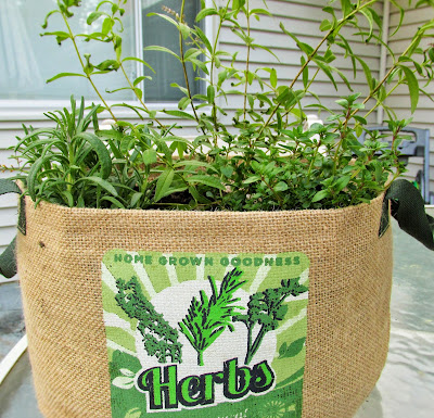 herbs in a grow bag