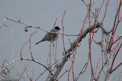 Tallarol de casquet (Sylvia atricapilla)