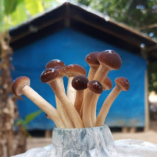 Mushroom bag