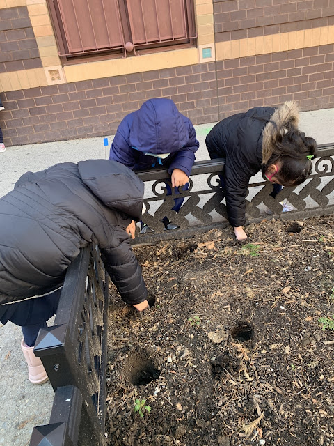 Scholars from Ms. Benenson's kindergarten class plant daffodil and tulip bulbs.