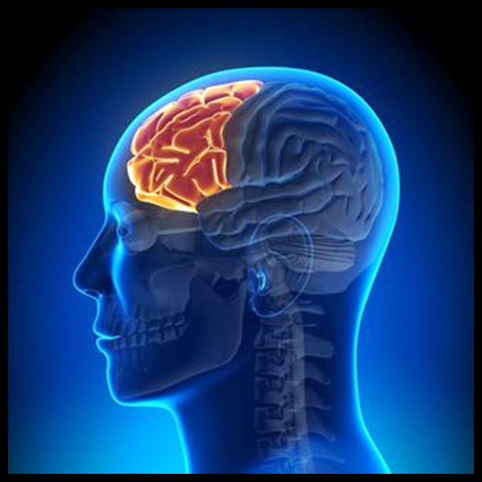Notívagos O Dia Pela Noite O Cortex Pré Frontal o Sentido Da Vida