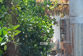 DSC 2726 | Lamianow.gr