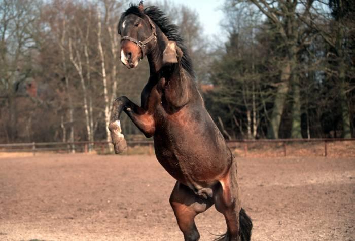 Pferdeforenflüsterer schöne virtuelle Reiterwelt Bekloppt