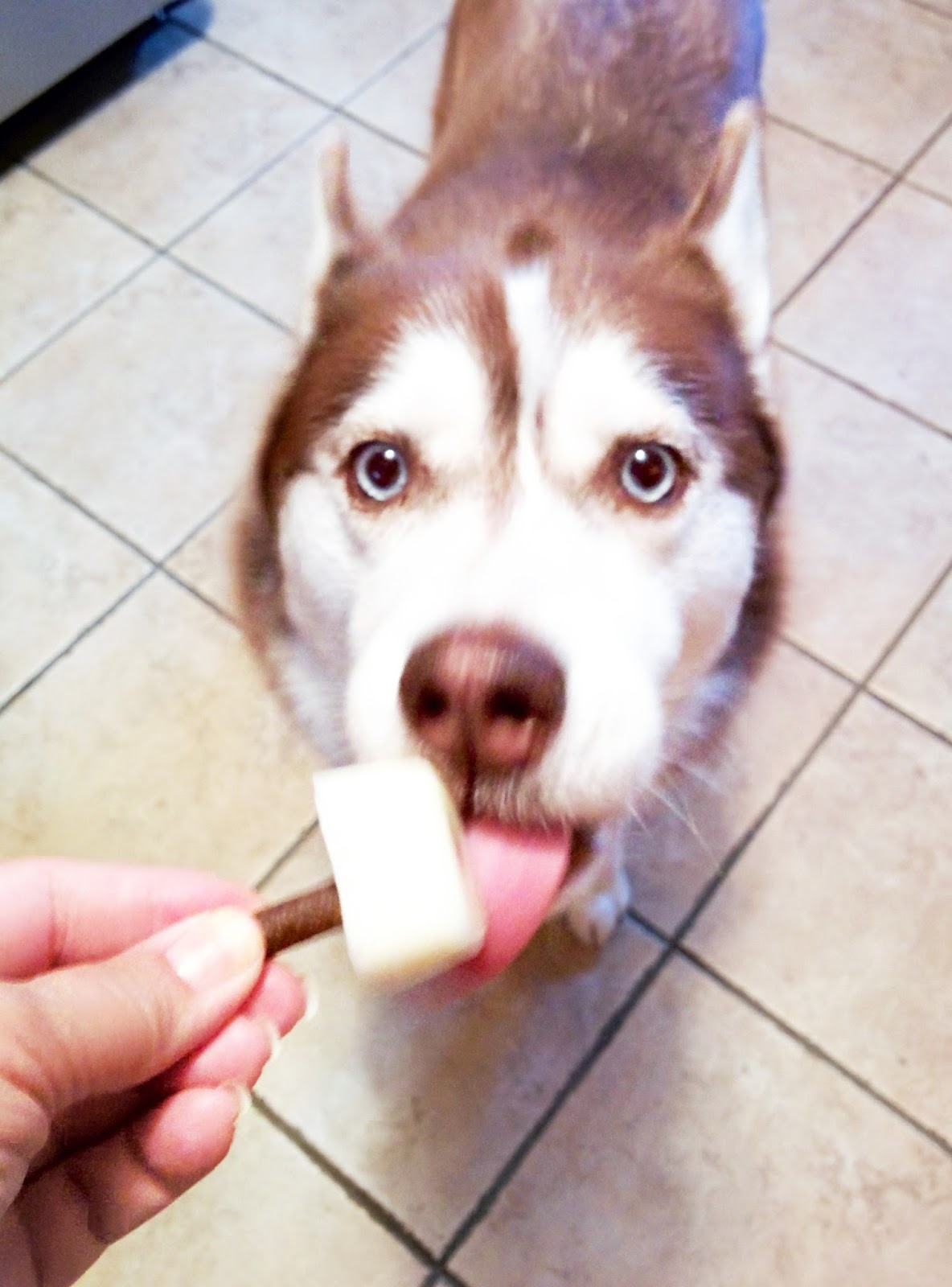 Is Homemade Jerky Safe For My Siberian Husky