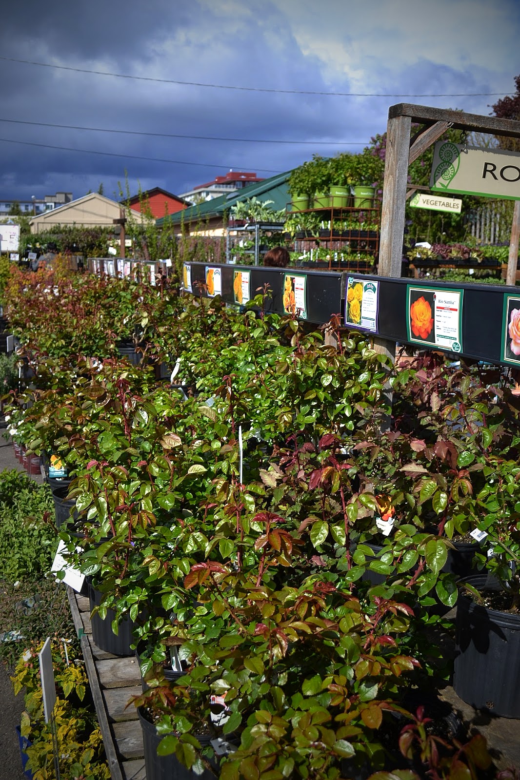 The Outlaw Gardener My First Visit To West Seattle Nursery