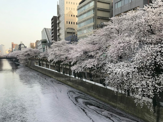 sakura Meguro River tokyo