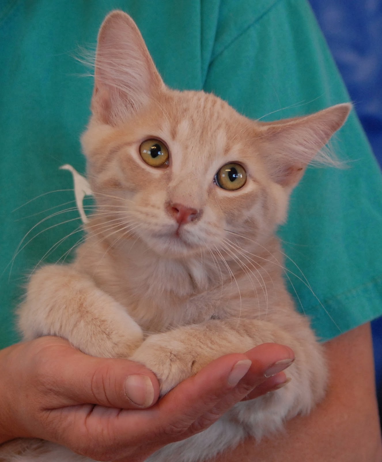 Baby Wayne, an angelic cream tabby kitten debuting for adoption.