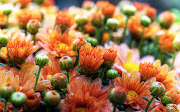 Bloemen achtergrond met een scherm vol oranje madeliefjes . HD bloemen . (hd bloemen achtergrond met een scherm vol oranje madeliefjes wallpaper)