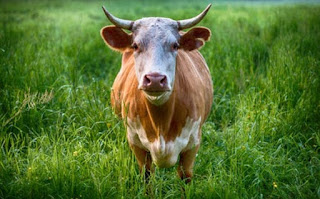 गाय की कुछ जानकारी ▷ some facts about cow in hindi गाय की कुछ जानकारी ▷ some facts about cow in hindi