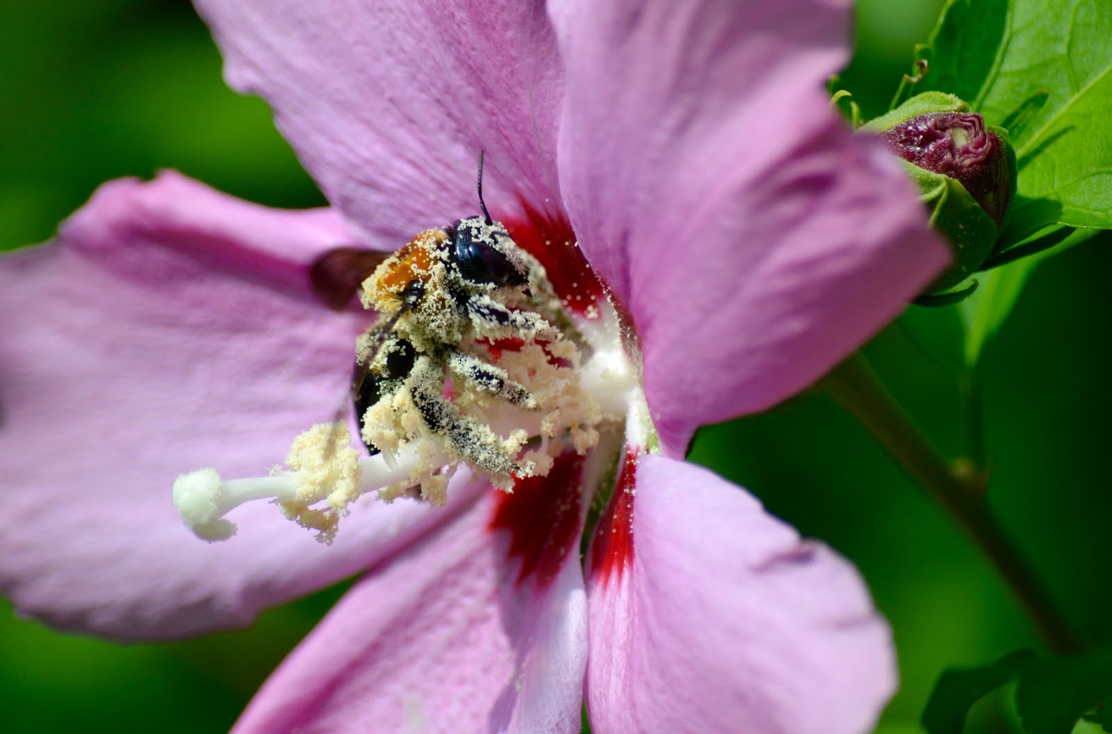 It's All About Purple Pollination