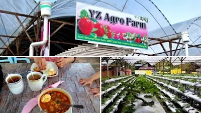 Yz agro farm ladang strawberry cameron