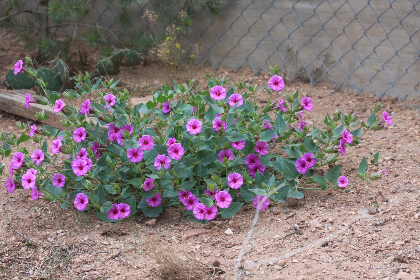 Phronesisaical Desert Plants