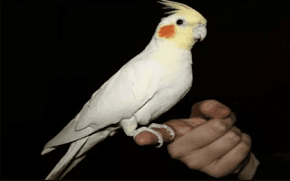 Daftar Resmi Harga Burung Parkit Terbaru 2019 Lengkap Semua Jenis