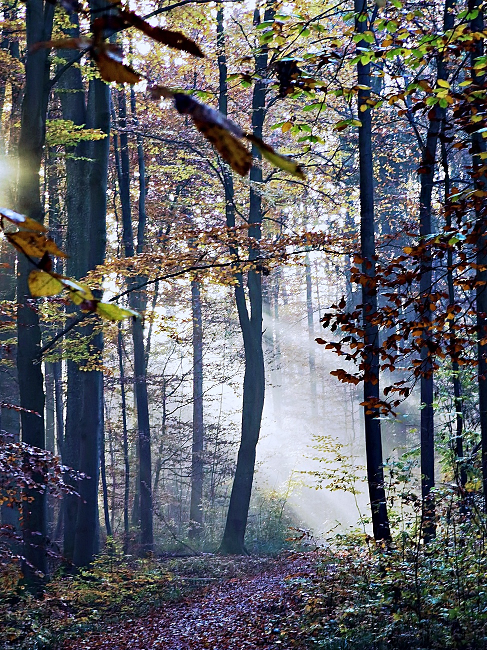 Lichtstrahlen am Morgen