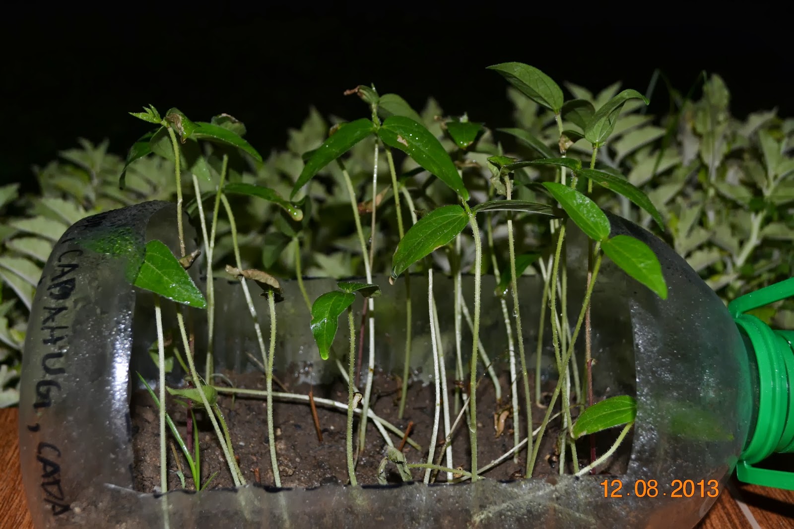 Herbology Lessons Our Plant