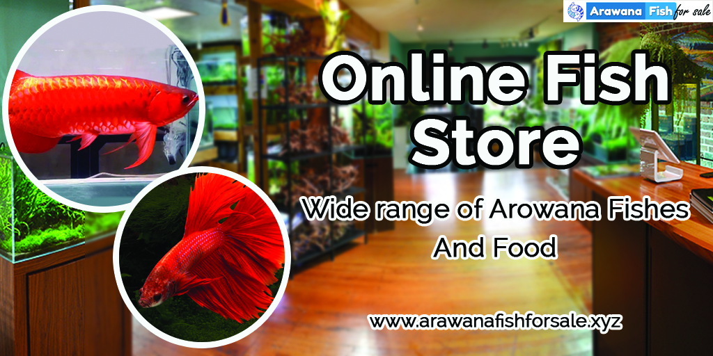 Tips To Find The Best Pet Supply Store Online