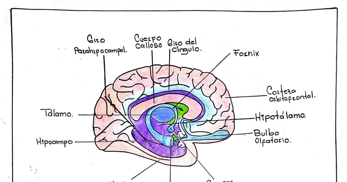 Explicación del sistema límbico, su funcionalidad y gráfico con las