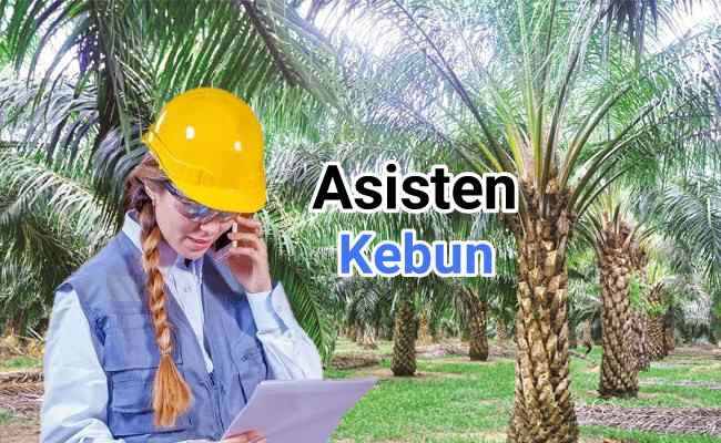 Informasi Gaji Asisten Divisi Kebun Afdeling Asistensaya