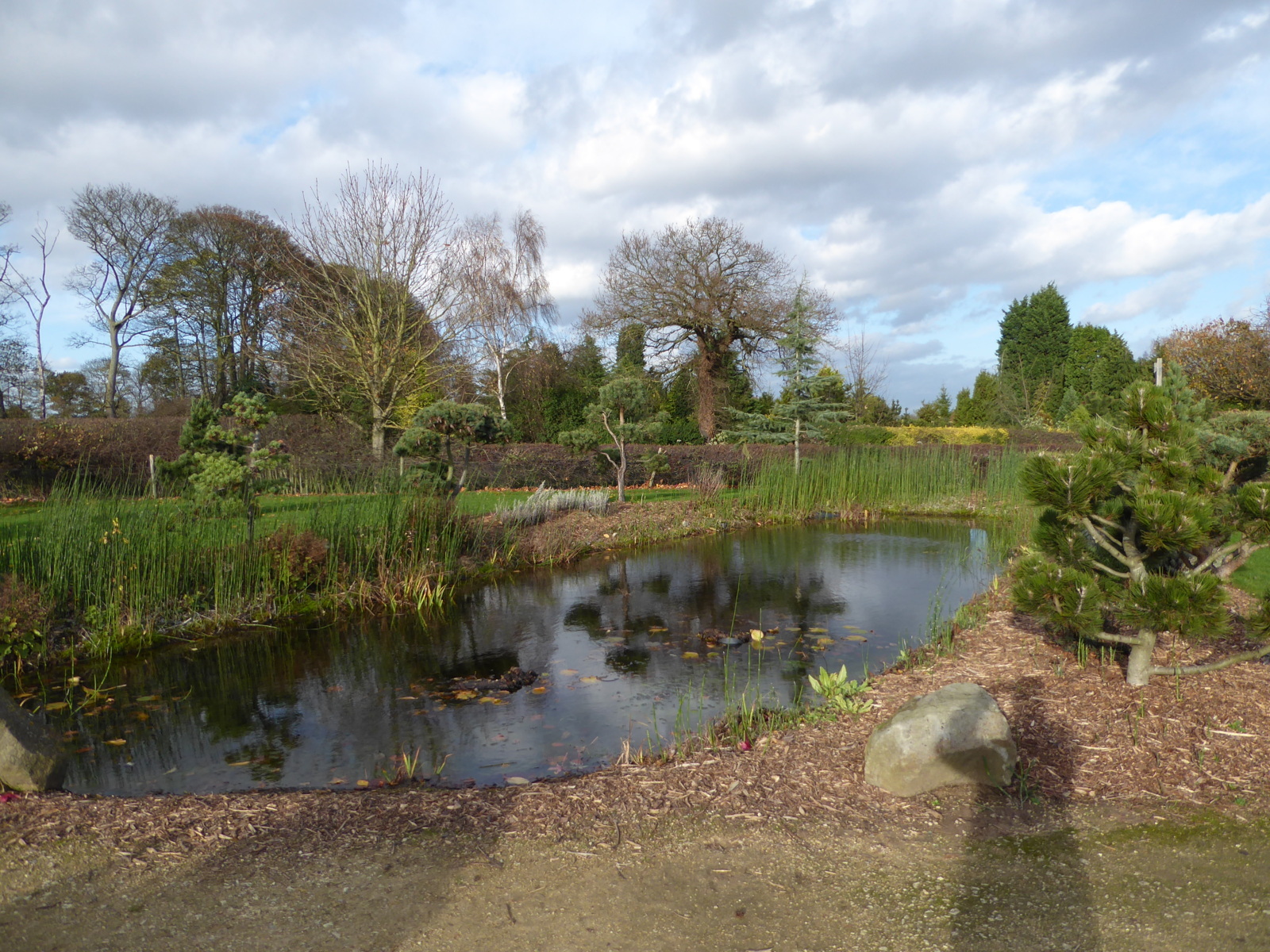 Galanthus Walkers Garden Centre, Doncaster, 16th November 2015