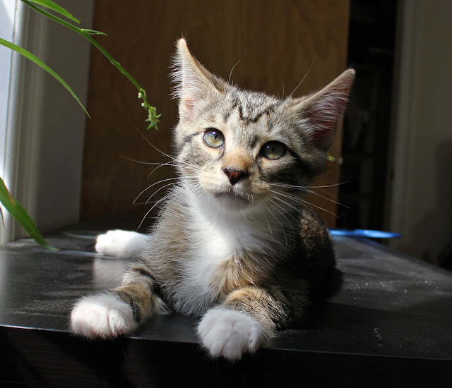 Maria's Orchids Are cats safe for orchids?