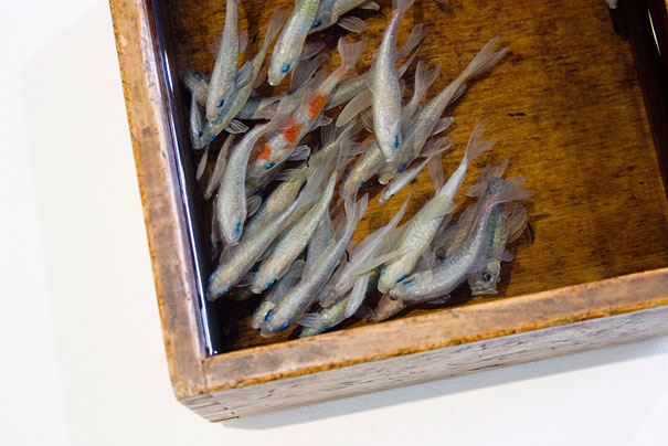 لوحات ثلاثية الأبعاد للسمك الذهبي