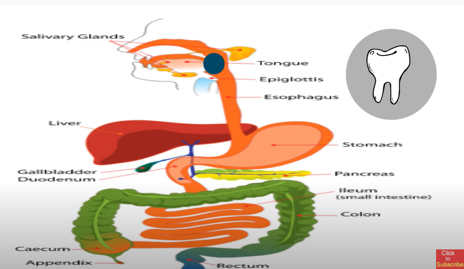 how does food travel through digestive system