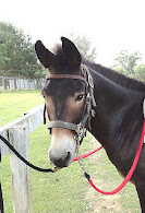 Arthur -- our Mule