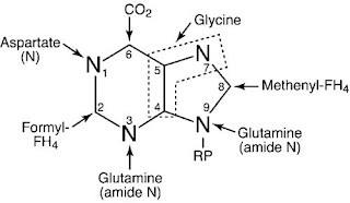 Origin of the atoms of the purine base ring system