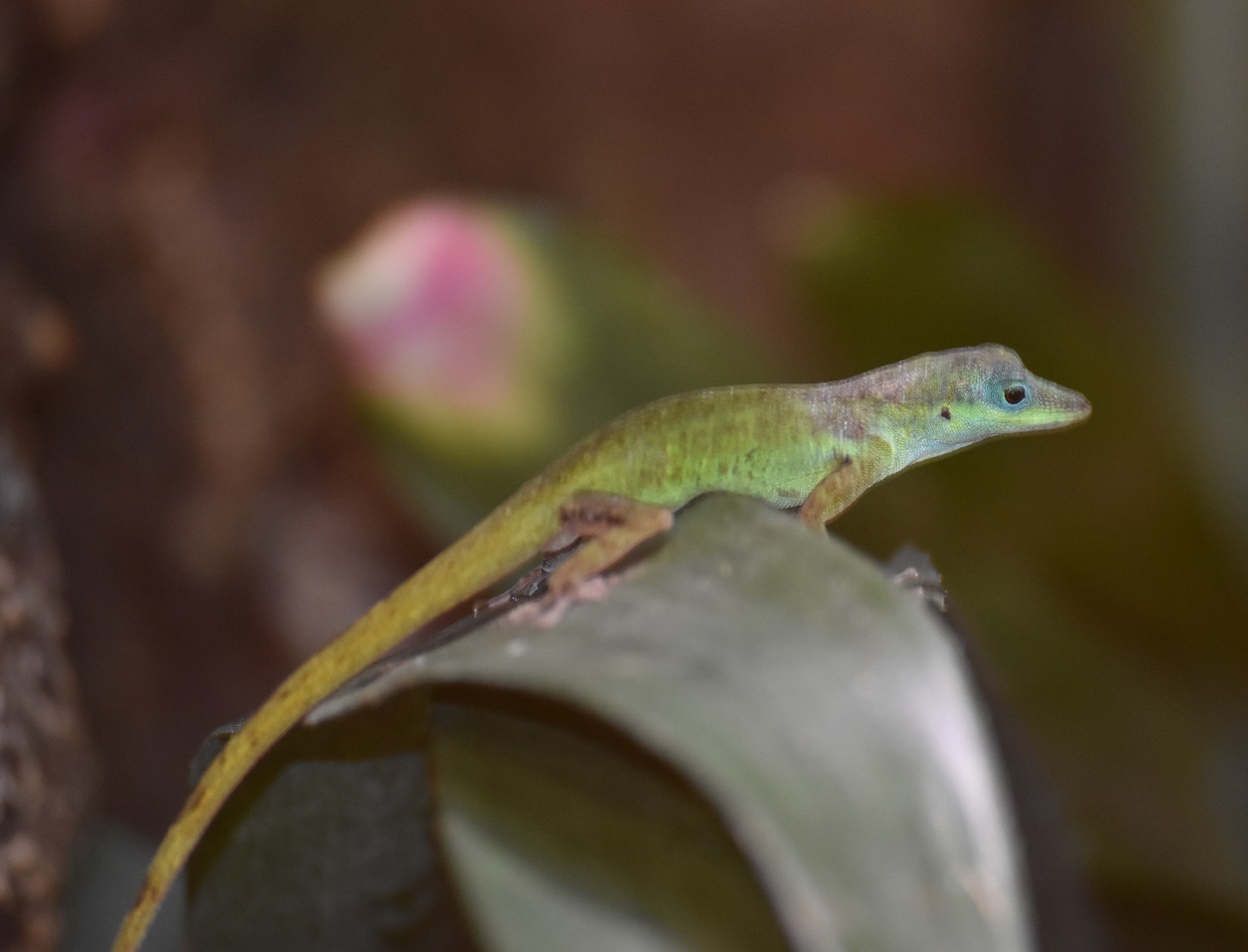 ZOOTOGRAFIANDO (MI COLECCIÓN DE FOTOS DE ANIMALES) ANOLIS DE TRINIDAD