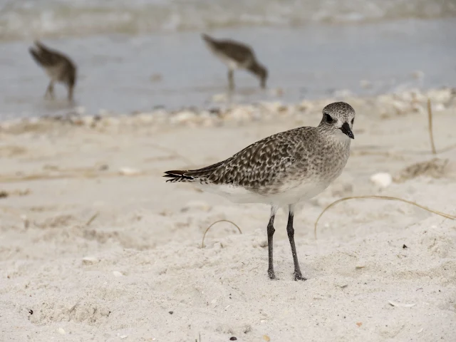 West coast Florida road trip: shorebird on the beach