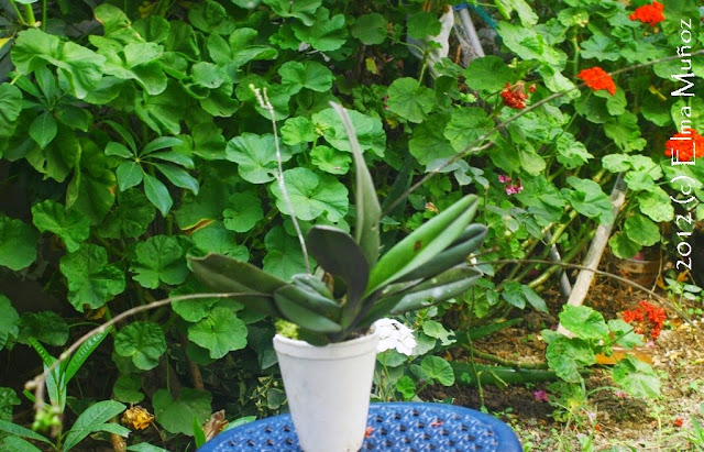 Orquidea miniatura botanica planta