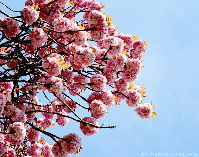 Blossom