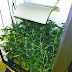 Yet Another Amphetamine Vendor Arrested in Austria